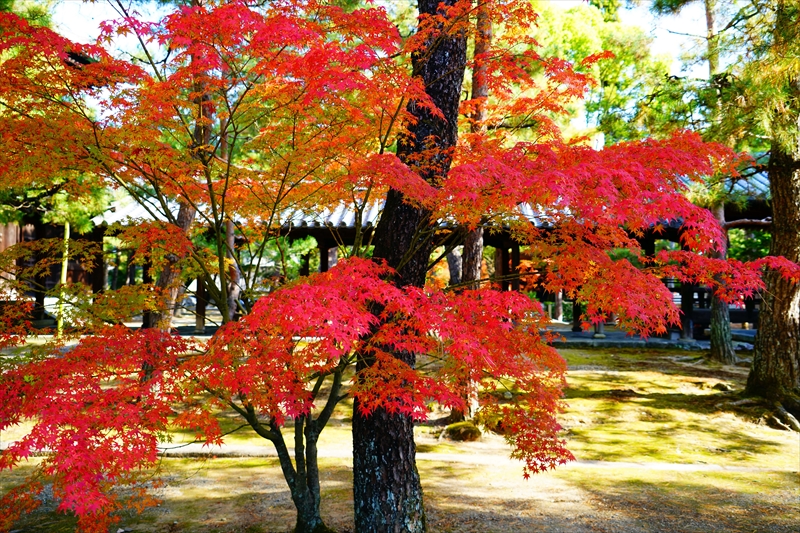 1065_洛北 大徳寺・芳春院_京都