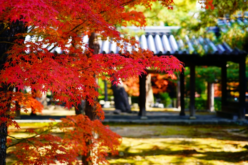 1066_洛北 大徳寺・芳春院_京都