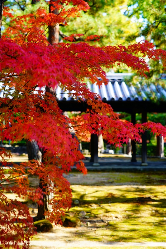 1067_洛北 大徳寺・芳春院_京都