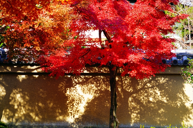 1068_洛北 大徳寺・芳春院_京都