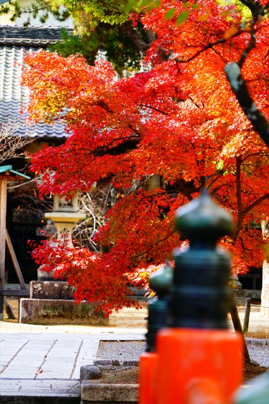 1024_洛北 今宮神社_京都