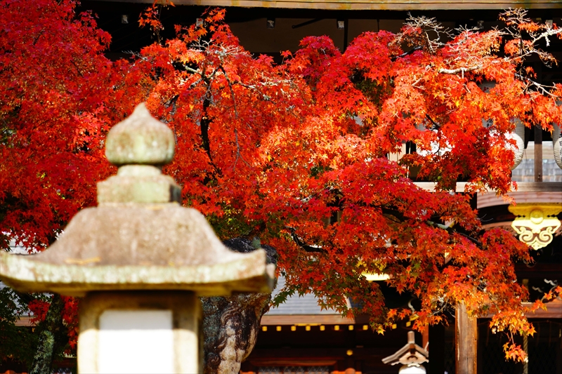 1027_洛北 今宮神社_京都