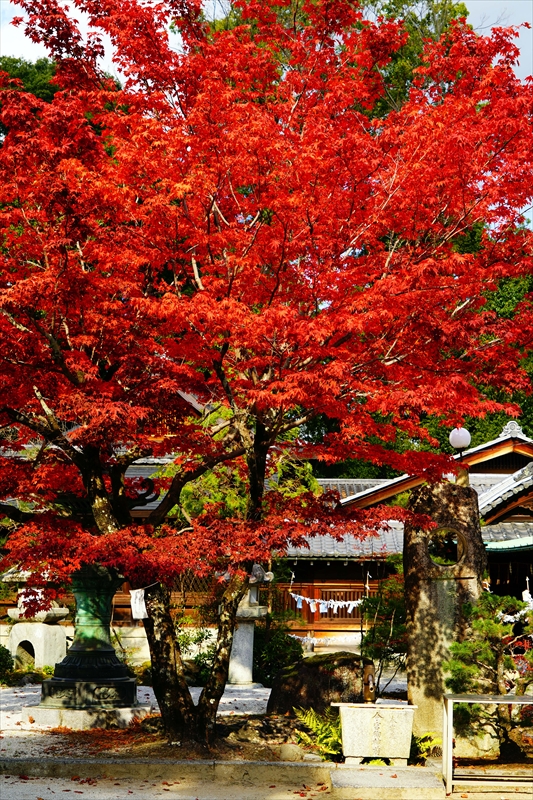 1031_洛北 今宮神社_京都