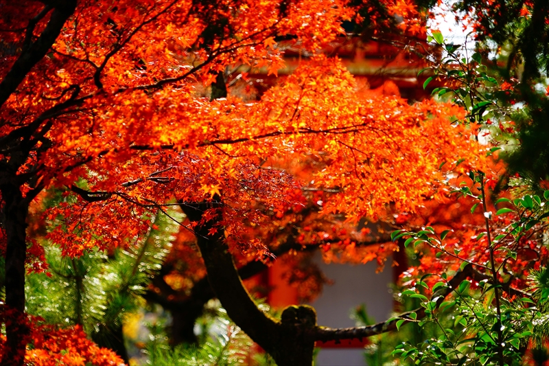 1032_洛北 今宮神社_京都