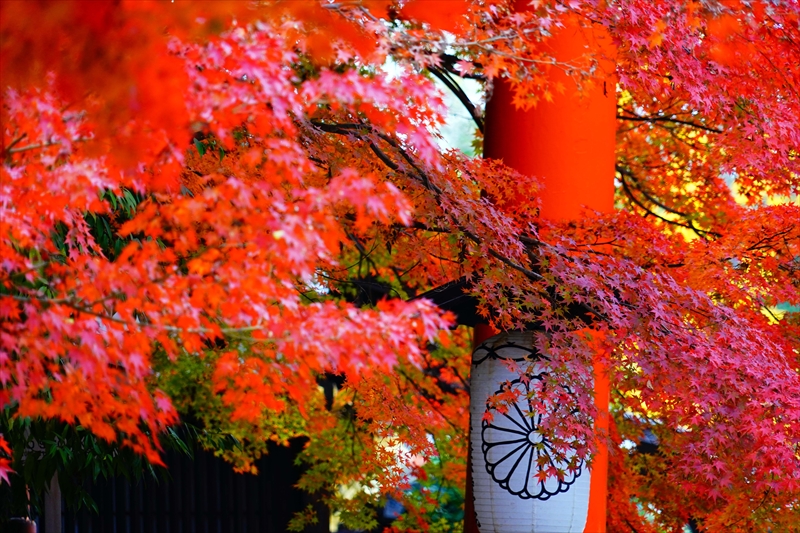 1083_洛北 下賀茂神社_京都