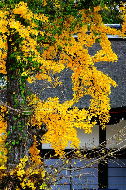 1085_洛北 下賀茂神社_京都
