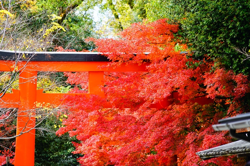 1087_洛北 下賀茂神社_京都