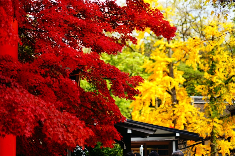 1089_洛北 下賀茂神社_京都