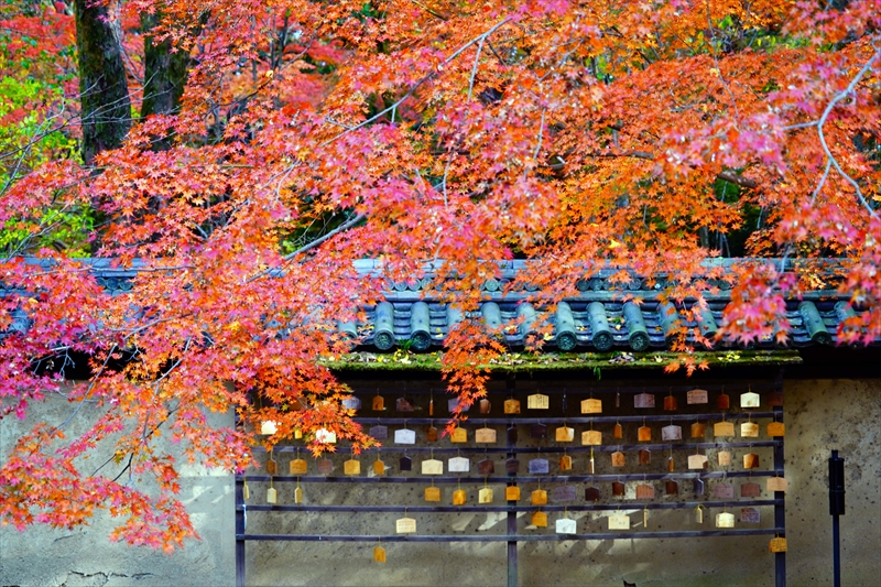 1092_洛北 下賀茂神社_京都