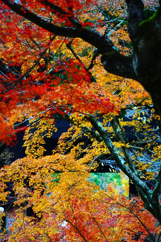 1067_洛東 南禅寺_京都