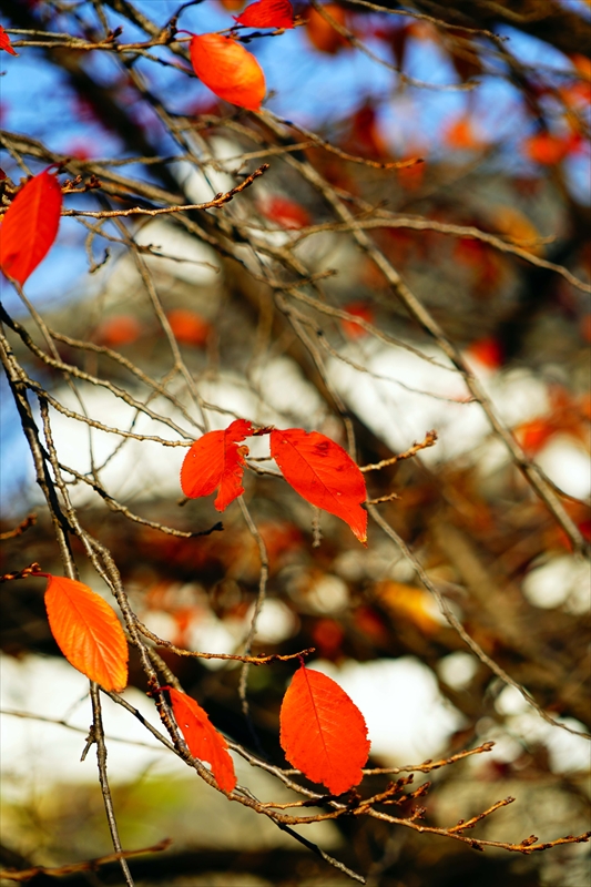 1010_大阪城_大阪