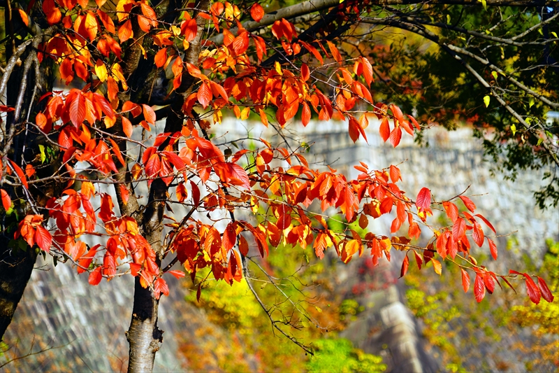 1012_大阪城_大阪