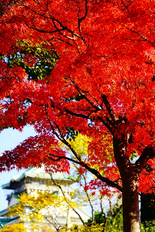 1021_大阪城_大阪