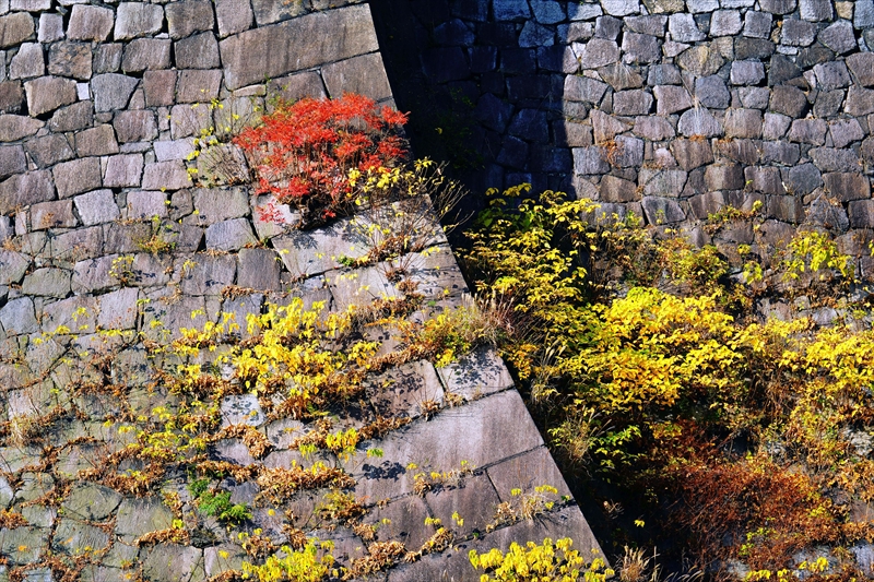 1029_大阪城_大阪