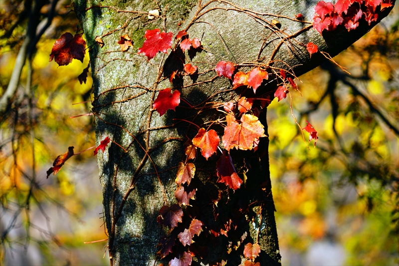 1030_大阪城_大阪