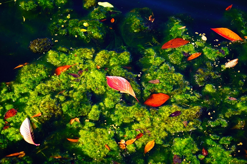 1033_大阪城_大阪