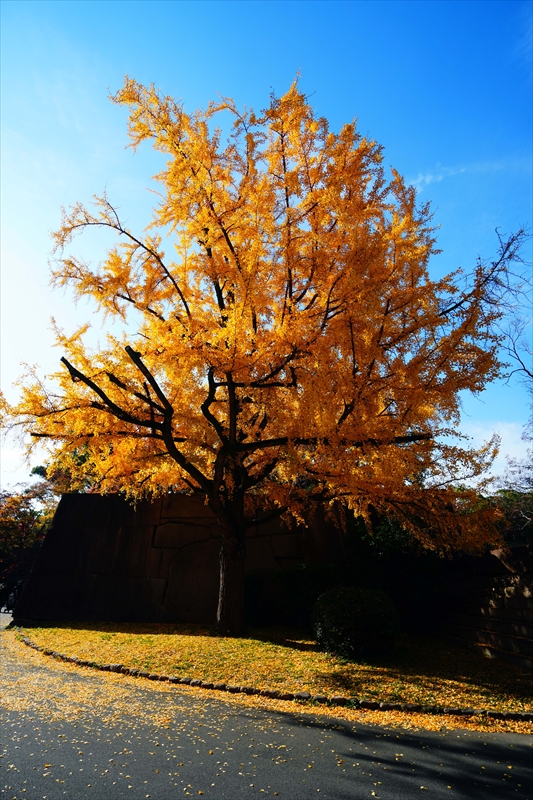 1035_大阪城_大阪