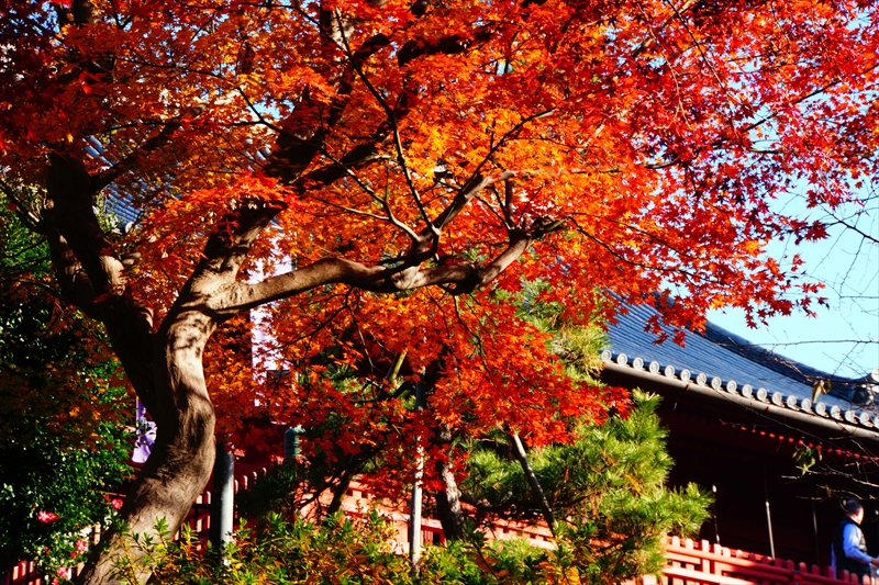 1028_上野恩賜公園_東京