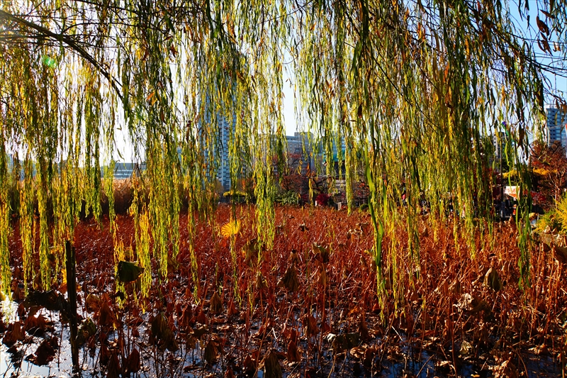 1035_不忍池_東京