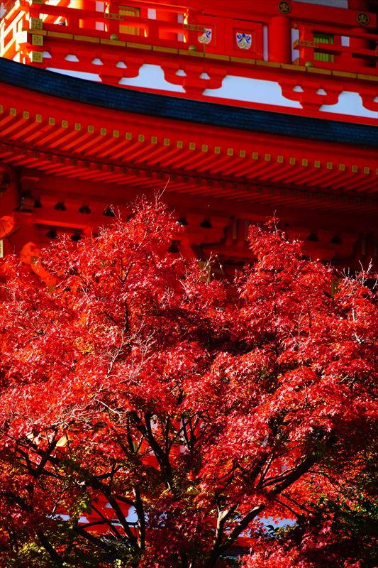1127_神戸市須磨寺_兵庫