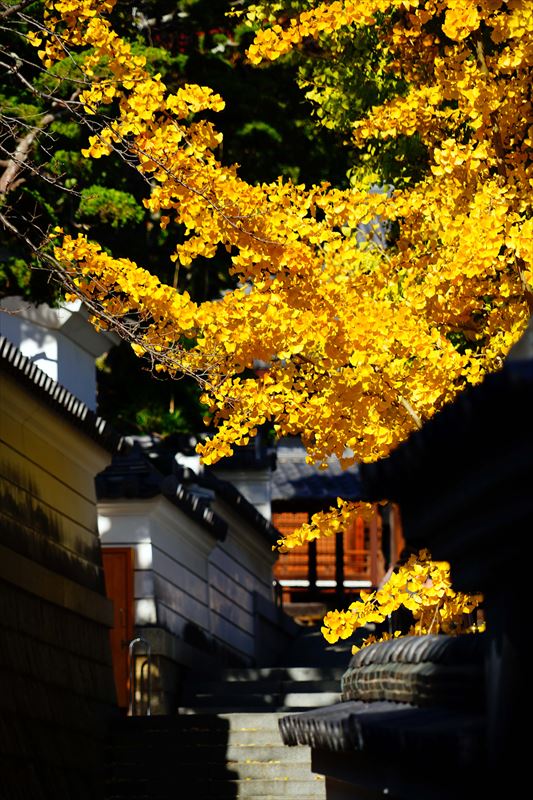 1137_神戸市須磨寺_兵庫