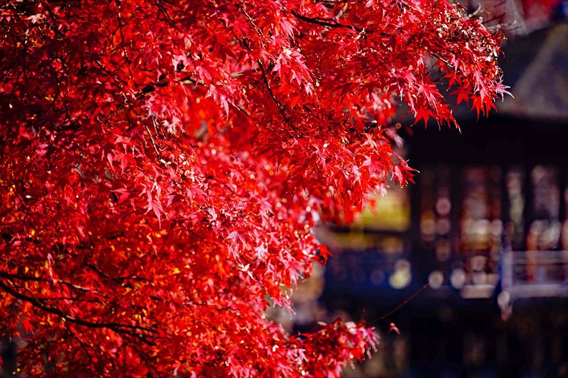 1157_奈良公園鷺池_奈良