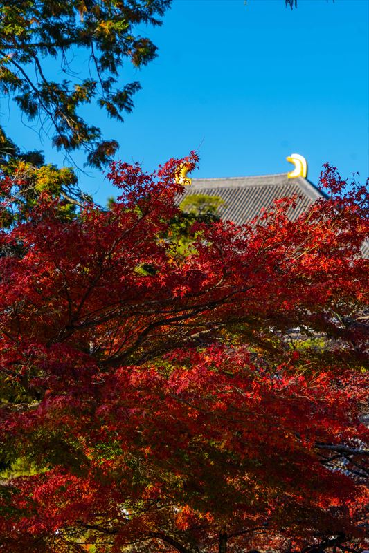 1217_東大寺大仏殿_奈良