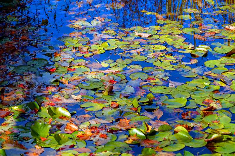 1015_函館五稜郭公園_北海道