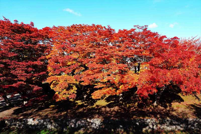 1021_函館五稜郭公園_北海道