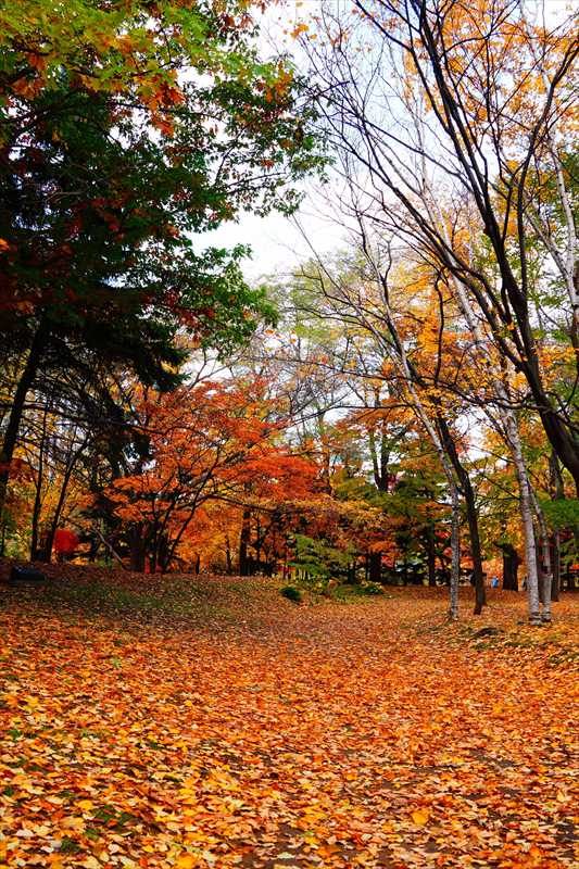 1117_札幌中島公園_北海道