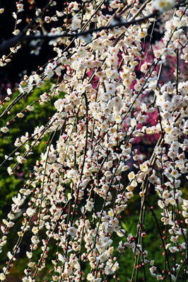 1027_大倉山公園_神奈川県