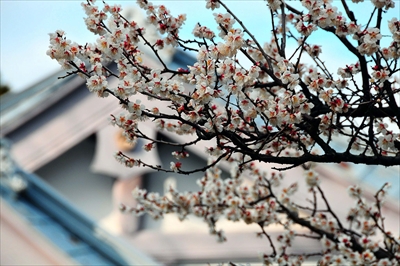 1200_小田原城公園_神奈川県