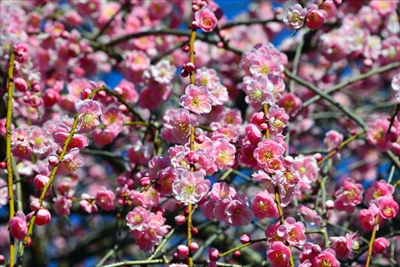 1120_大倉山公園_神奈川県