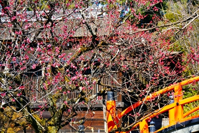 1023_洛北 賀茂御祖神社（下鴨神社）_京都府