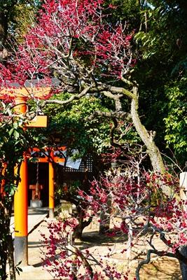 1065_道明寺天満宮）_大阪府