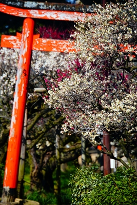 1069_道明寺天満宮）_大阪府