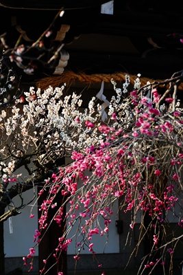 1071_道明寺天満宮）_大阪府