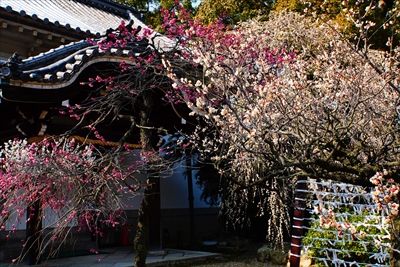 1072_道明寺天満宮）_大阪府