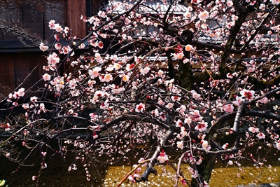 1057_洛東 祇園白川_京都府