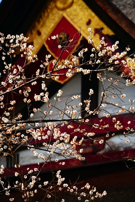 1154_洛東 八坂神社_京都府