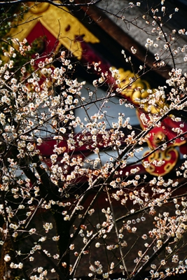 1155_洛東 八坂神社_京都府