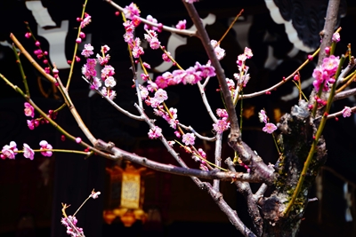 1157_洛東 八坂神社_京都府