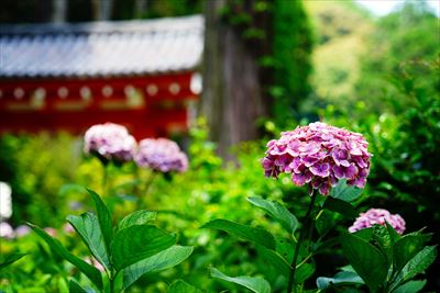 1076_洛南 三室戸寺_京都府