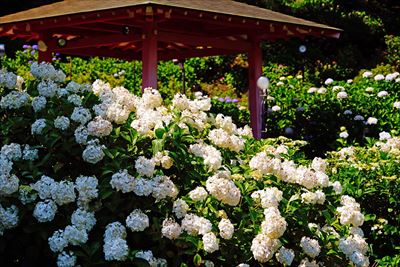 1082_洛南 三室戸寺_京都府