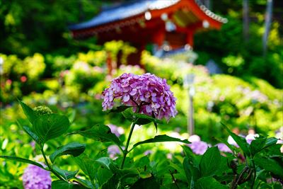 1086_洛南 三室戸寺_京都府