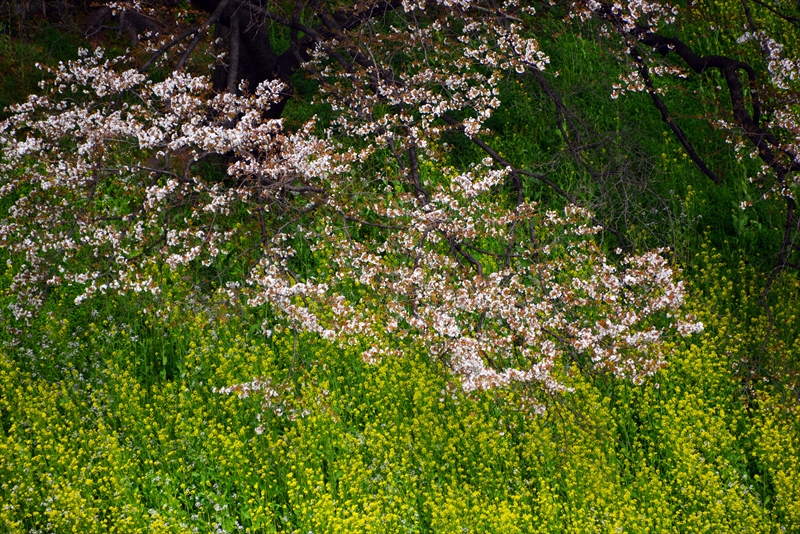 1010 皇居 東御苑_東京都
