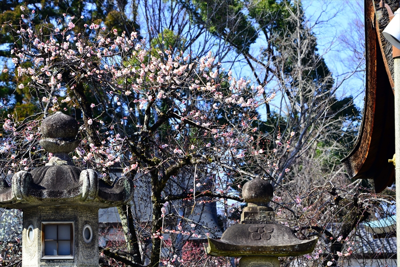 1069 洛中 北野天満宮_京都府