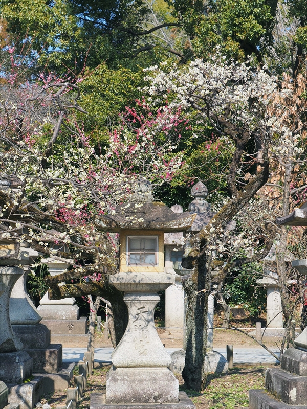1099 洛中 北野天満宮_京都府