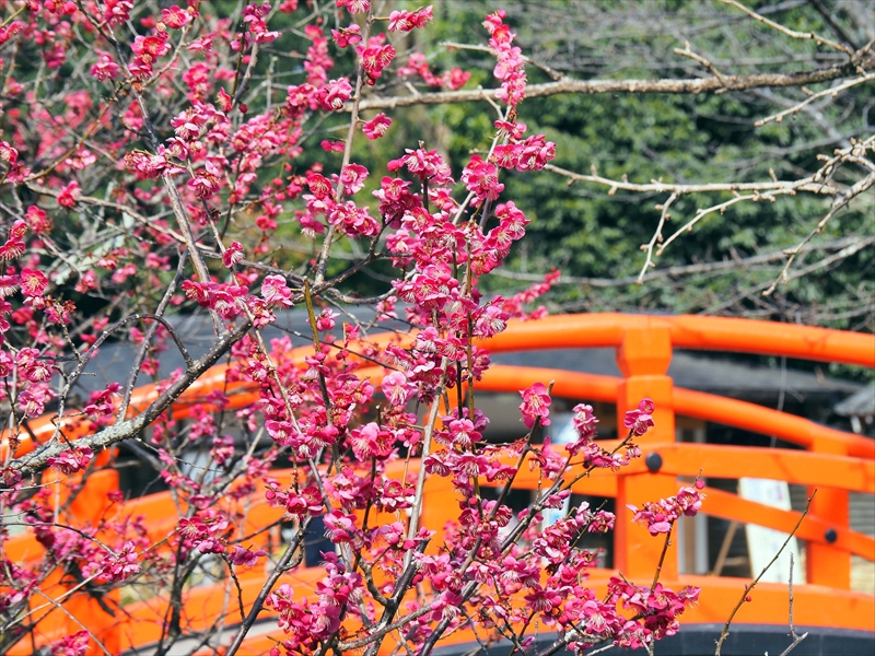 1004 洛北 賀茂御祖神社（下鴨神社）_京都府