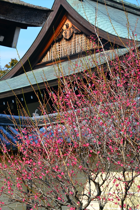 1223 洛西 梅宮大社_京都府